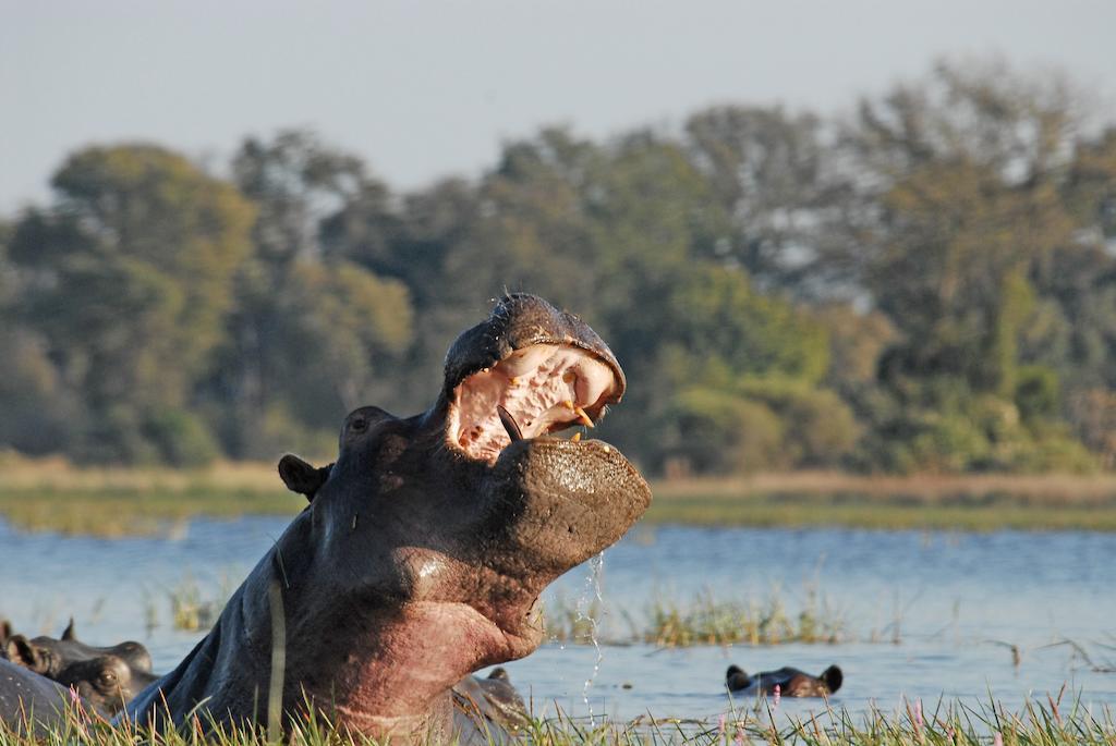Divava Okavango Resort & Spa Bagani Dış mekan fotoğraf