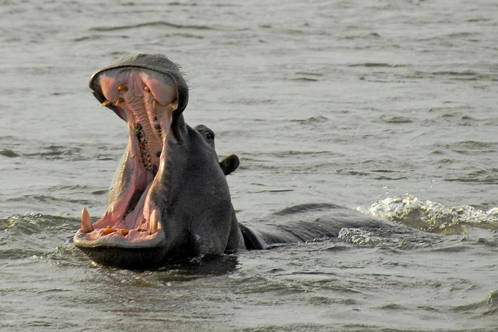 Divava Okavango Resort & Spa Bagani Dış mekan fotoğraf